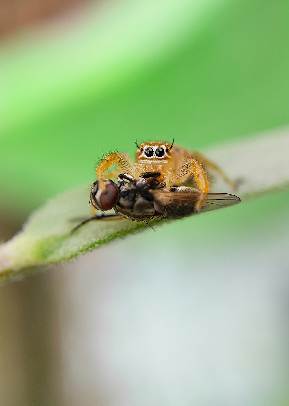 a close up of a fly on a leaf