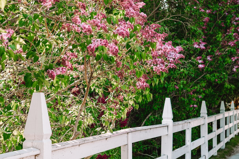 uma cerca branca de piquete com flores cor-de-rosa