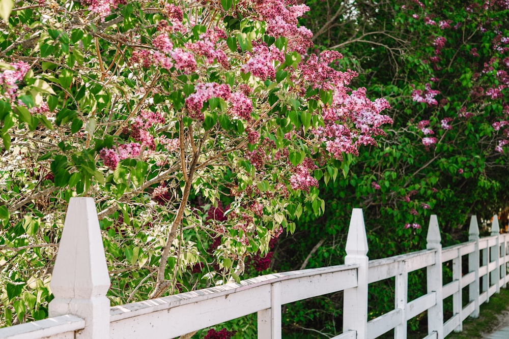 a white picket fence with pink flowers on it