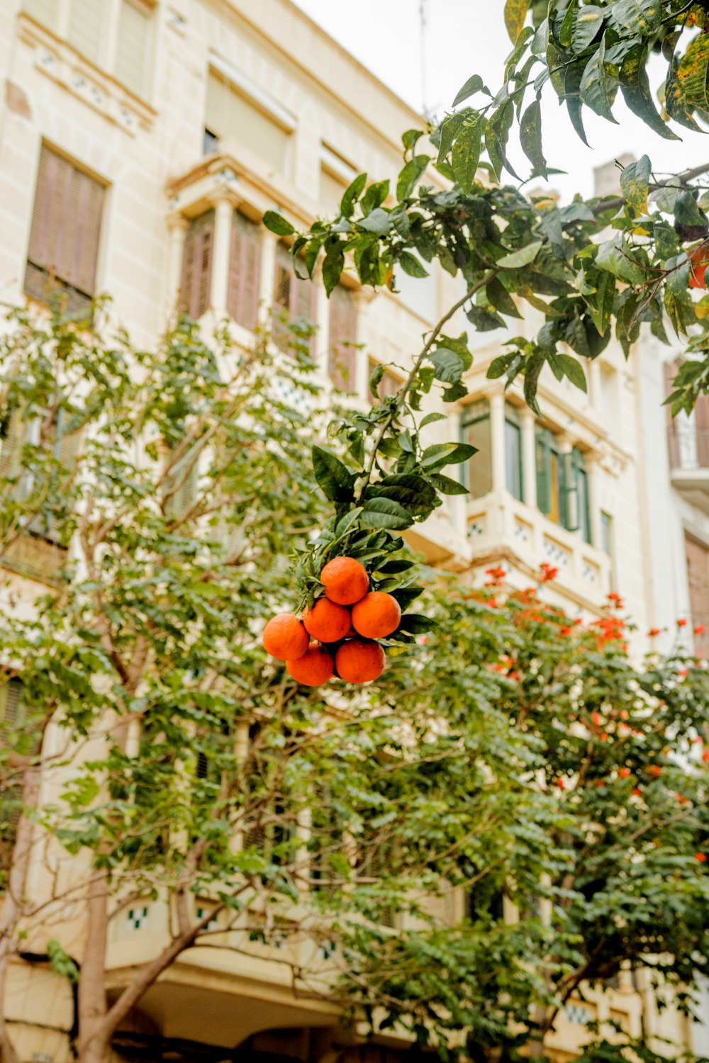 a bunch of oranges hanging from a tree in front of a building