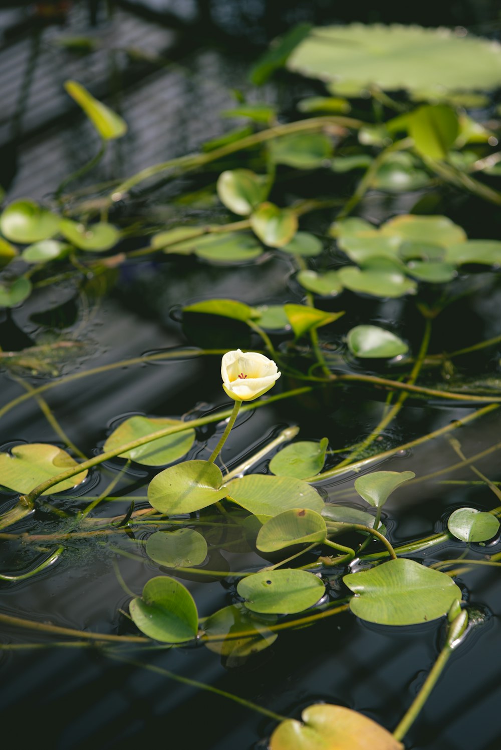 a flower that is floating in some water