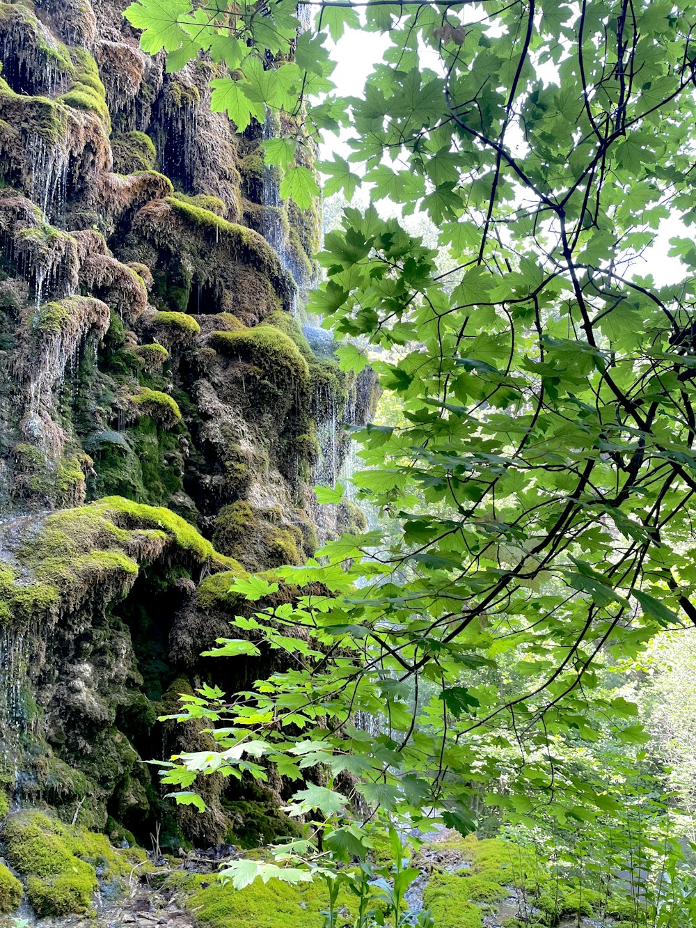 a lush green forest filled with lots of trees