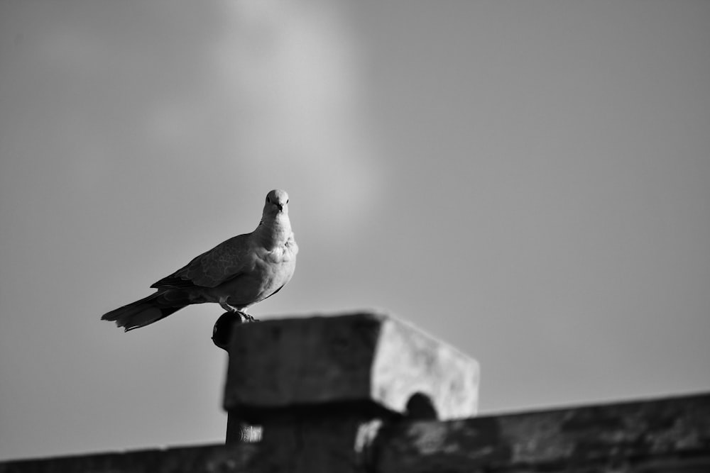 a black and white photo of a bird on a roof