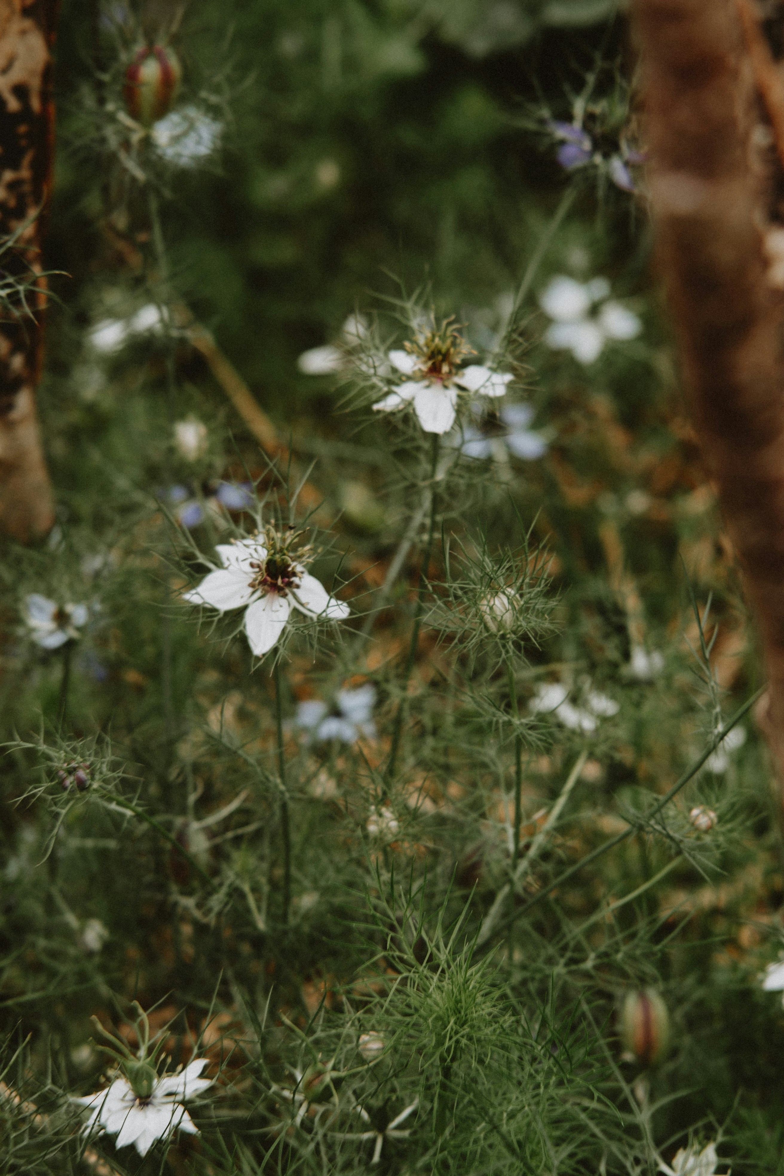 a bunch of flowers that are in the grass