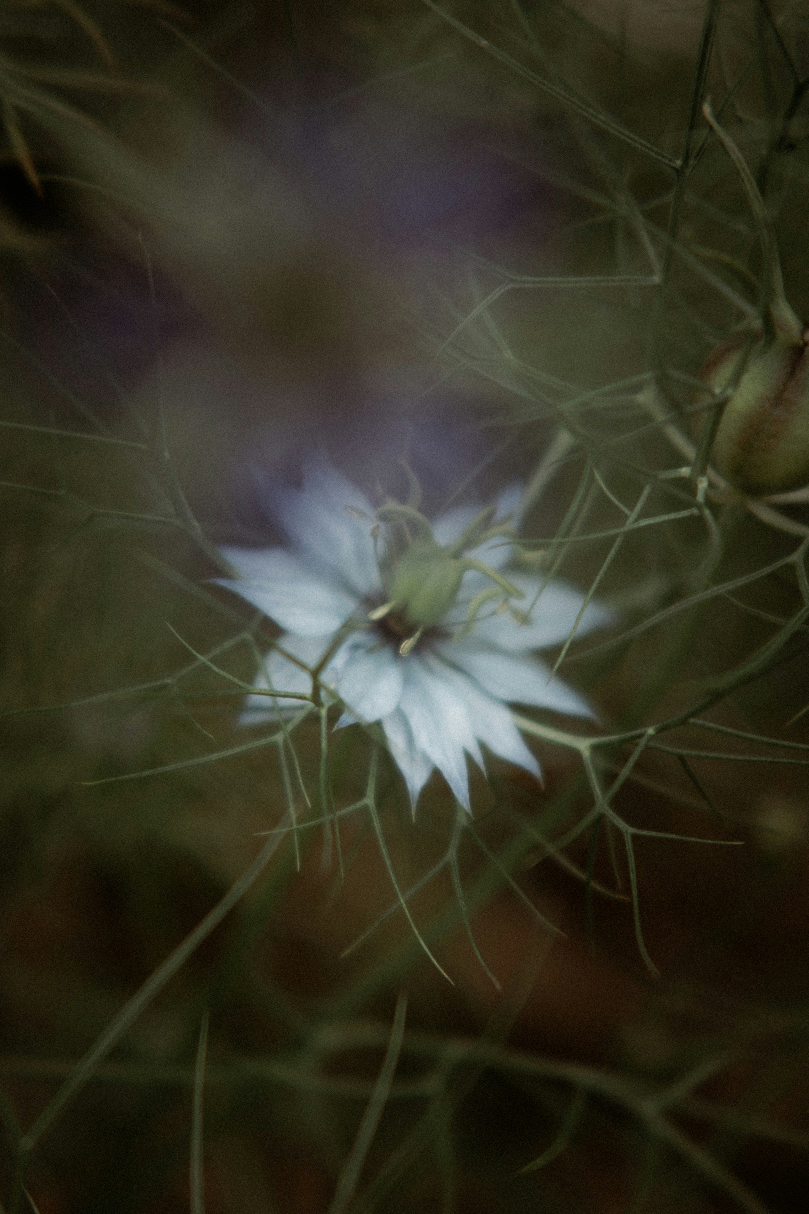 a close up of a flower on a plant