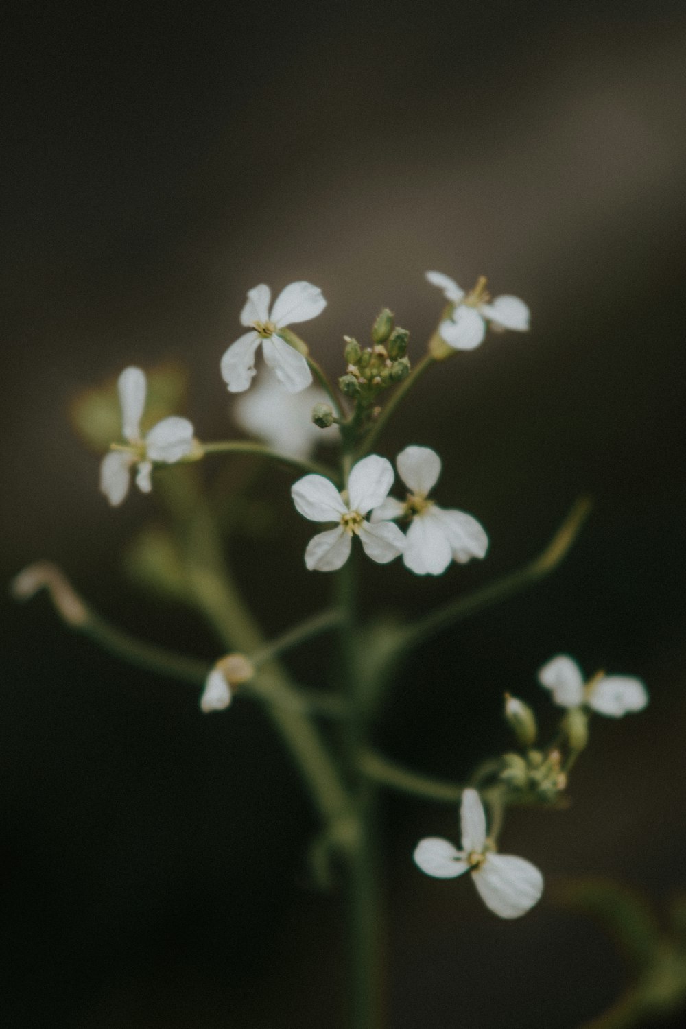 a close up of a small white flower