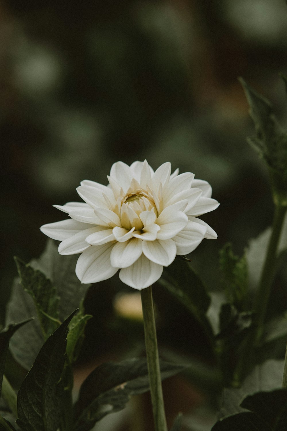 a white flower with green leaves in the background