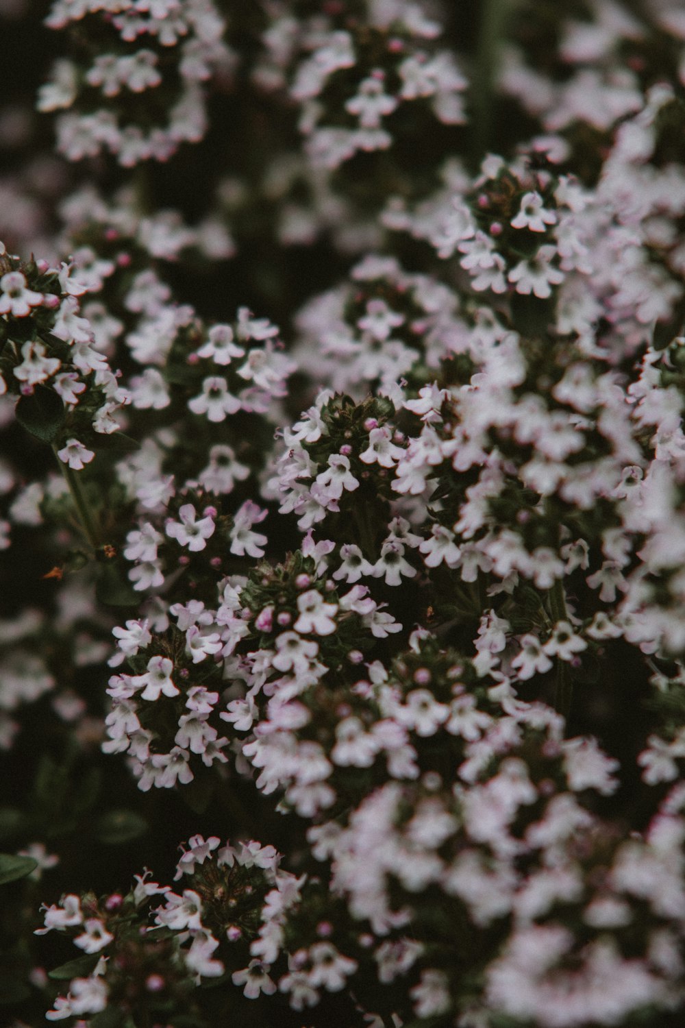 a close up of a bunch of white flowers