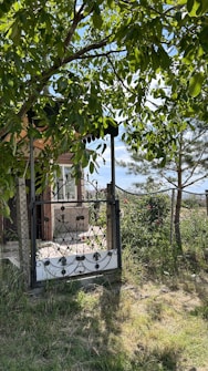 A rustic metal gate featuring intricate scrollwork stands amidst a verdant setting. The gate is attached to a fence with a lush garden on the other side. Surrounding the gate is abundant greenery, including a tree with broad leaves casting shadows on the ground. In the background, there's a glimpse of a building with a window. The scene is illuminated by natural sunlight, enhancing the colors around.