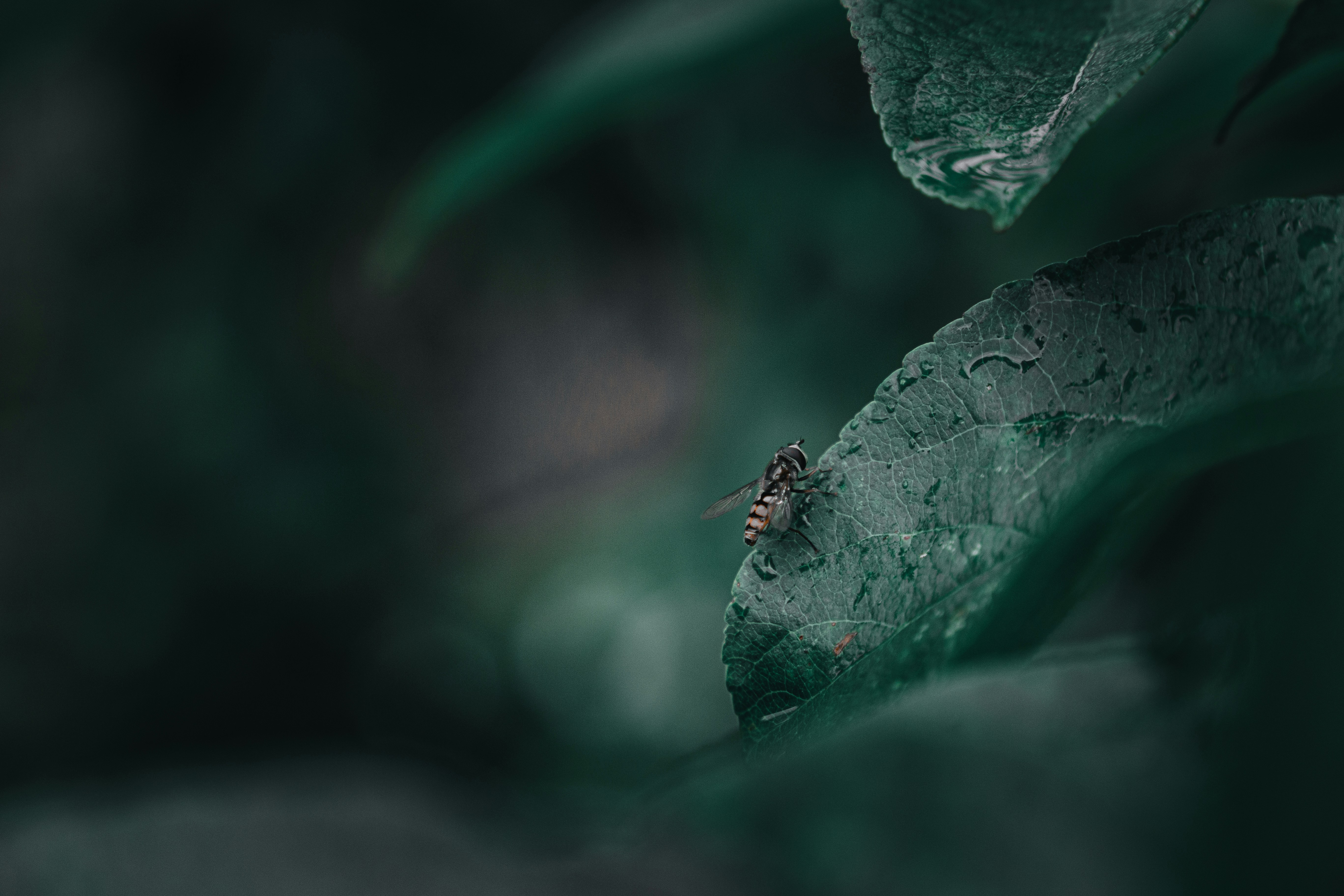 a fly is sitting on a green leaf