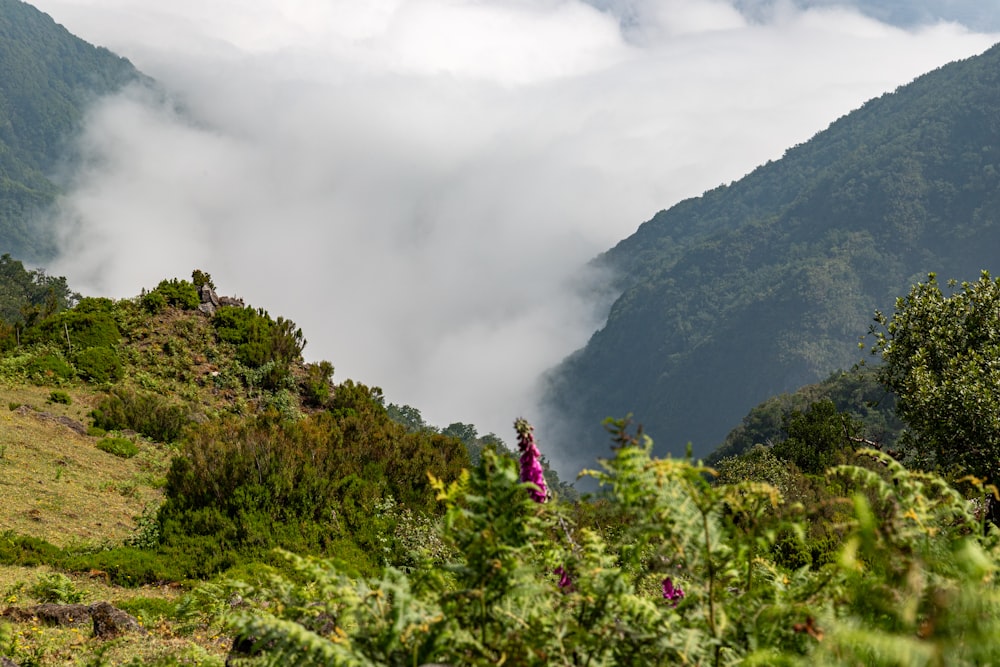 Un par de personas de pie en la cima de una exuberante ladera verde