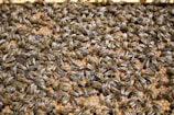 A dense cluster of honeybees covers a honeycomb, with numerous bees visibly interacting and moving around the surface. The hexagonal pattern of the comb is prominent, with bees in various positions and orientations.