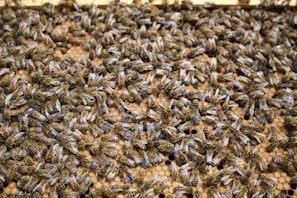 A dense cluster of honeybees covers a honeycomb, with numerous bees visibly interacting and moving around the surface. The hexagonal pattern of the comb is prominent, with bees in various positions and orientations.