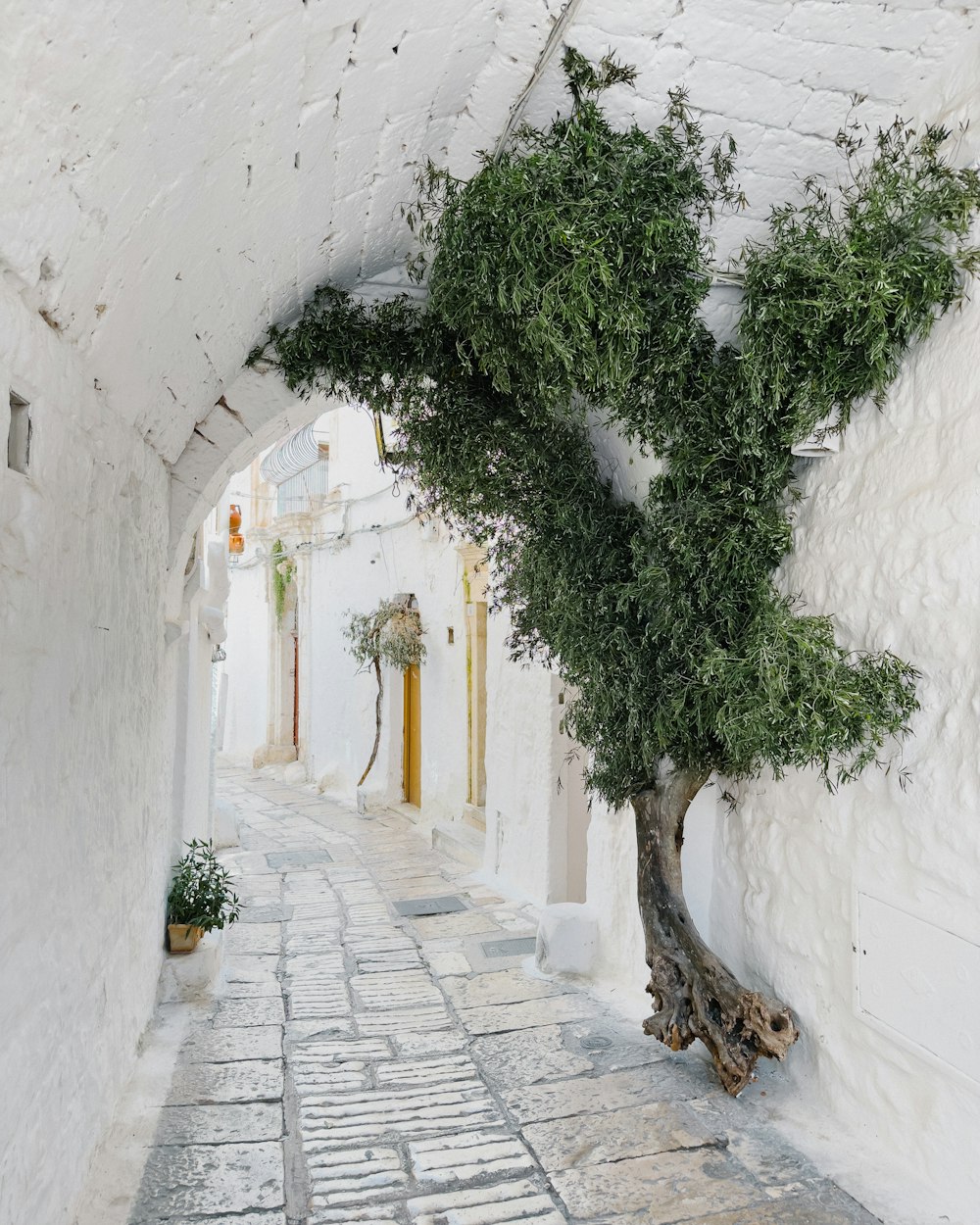 a tree growing out of the side of a building