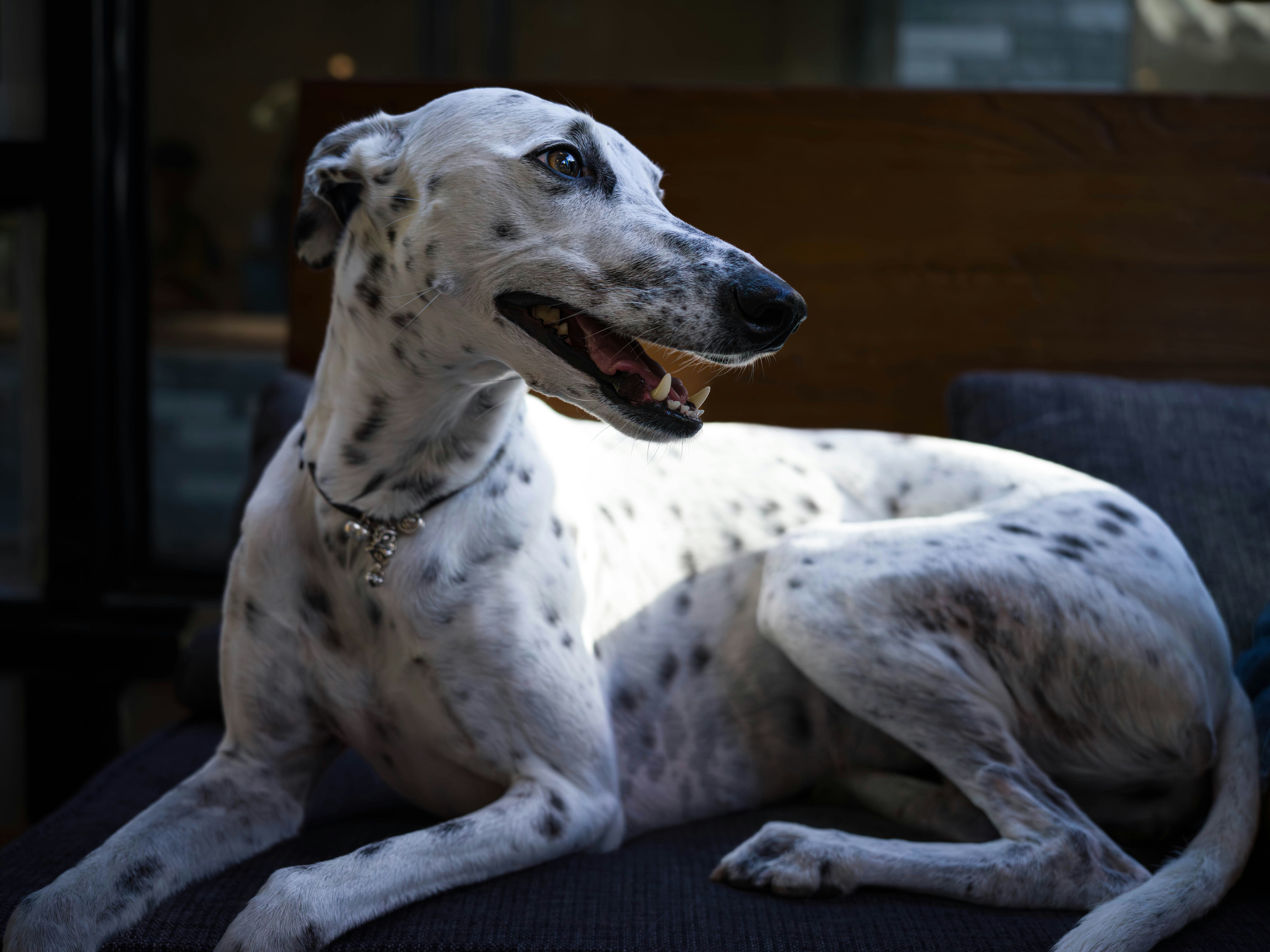 The Virgo Perfectionist - Greyhound (image credits: unsplash)