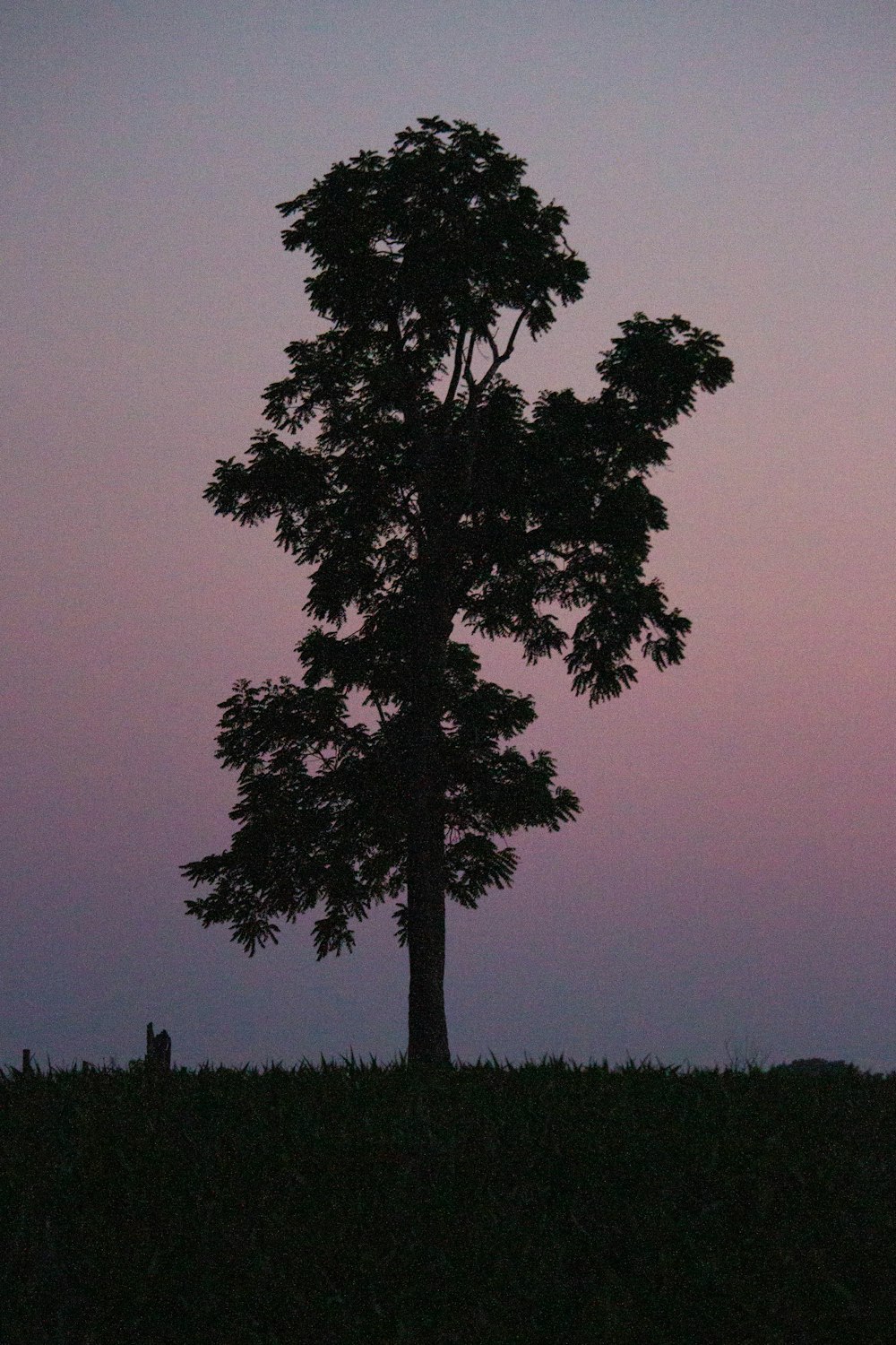 a lone tree is silhouetted against a purple sky