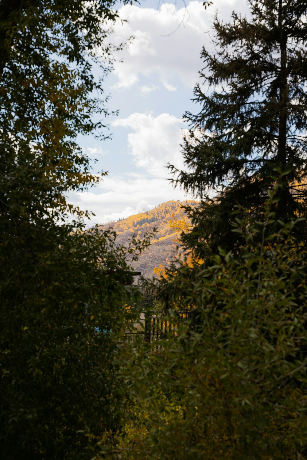 a view of a mountain through some trees