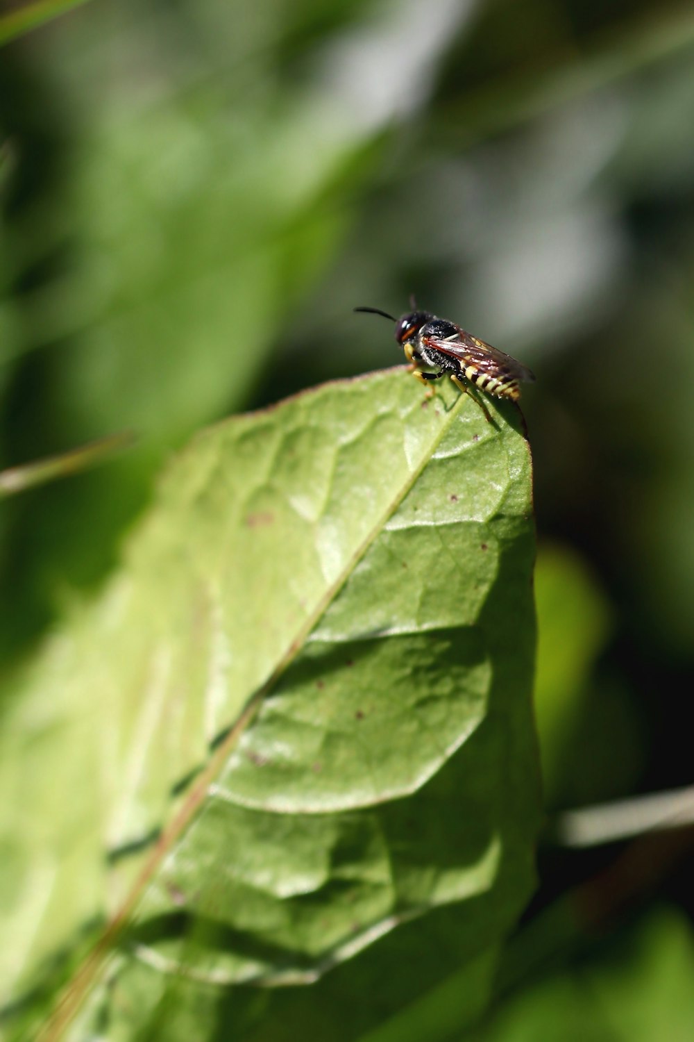 a bug sitting on top of a green leaf