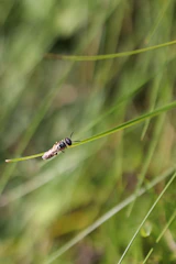 Close-up of Spalangia endius wasp on livestock farm environment