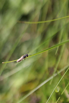 Close-up of Spalangia endius wasp on livestock farm environment