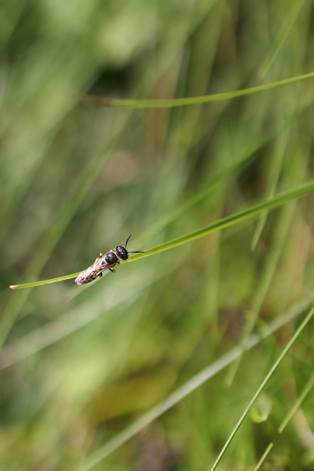 un insecte qui est assis sur de l’herbe