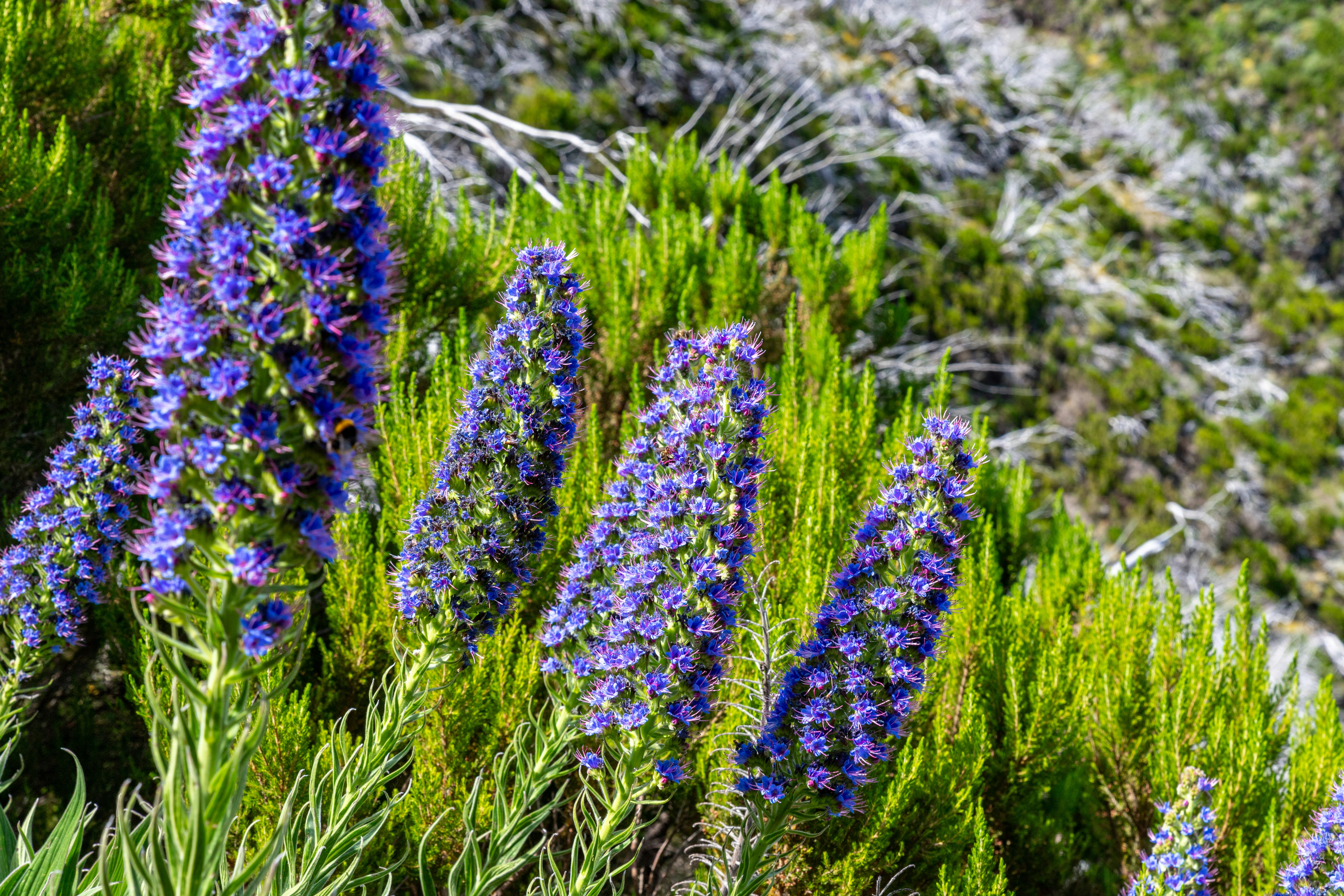 a group of purple flowers growing in a field