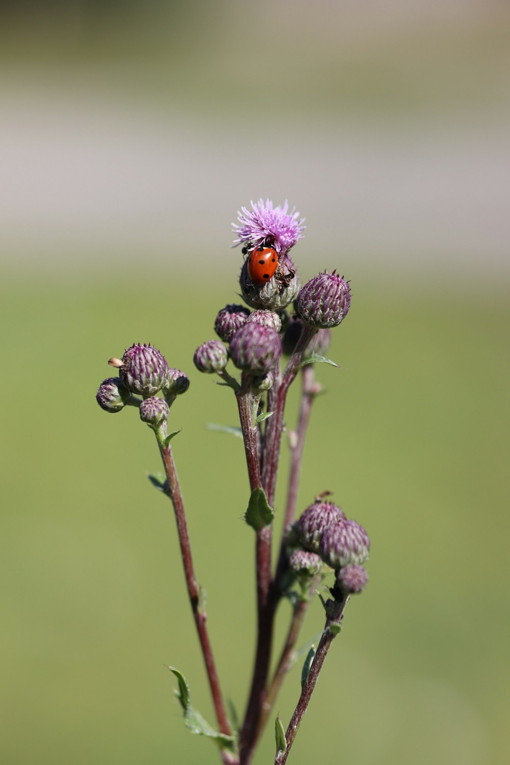 uma joaninha sentada em cima de uma flor roxa