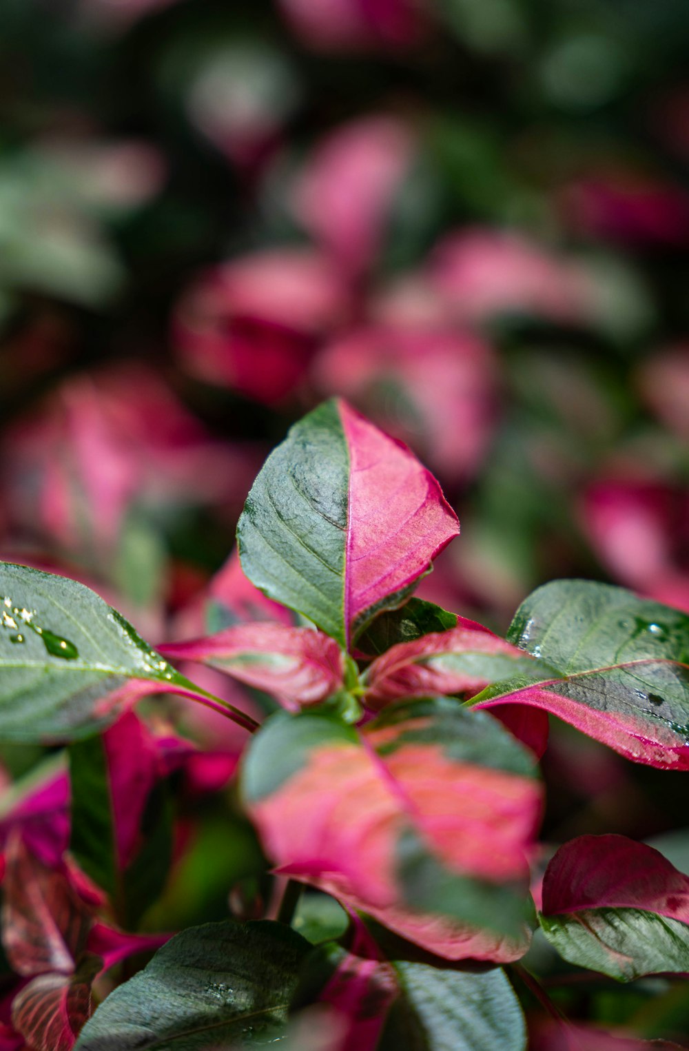 a close up of a pink flower with green leaves