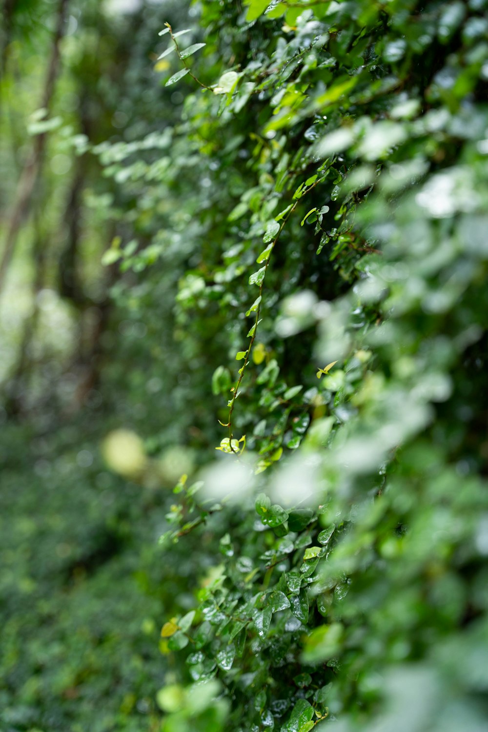 a close up of a hedge with water droplets on it