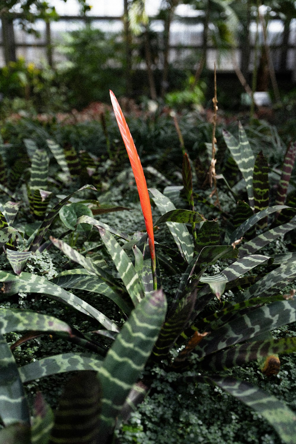 a plant with a red flower in the middle of it