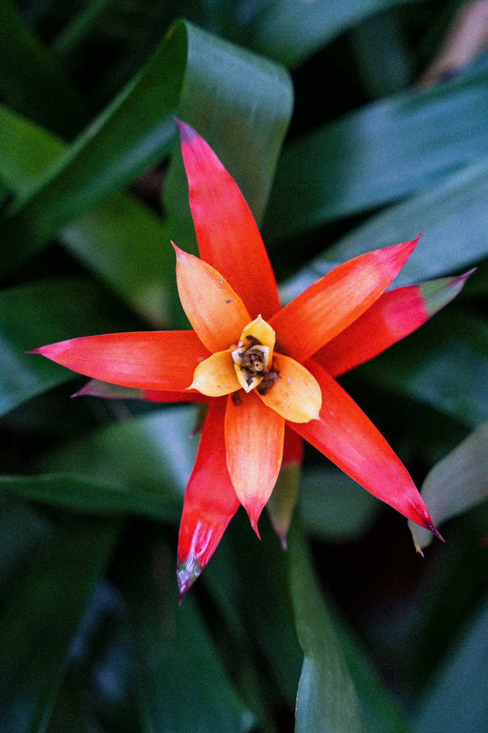 a red and yellow flower with green leaves