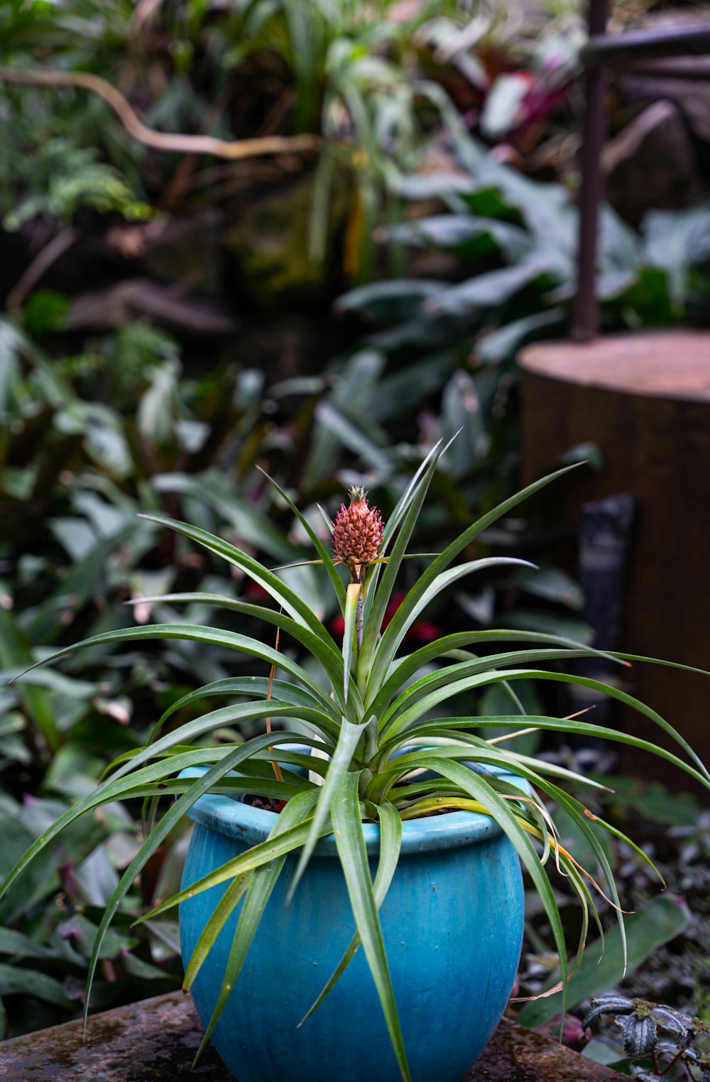 a plant in a blue pot sitting on a rock