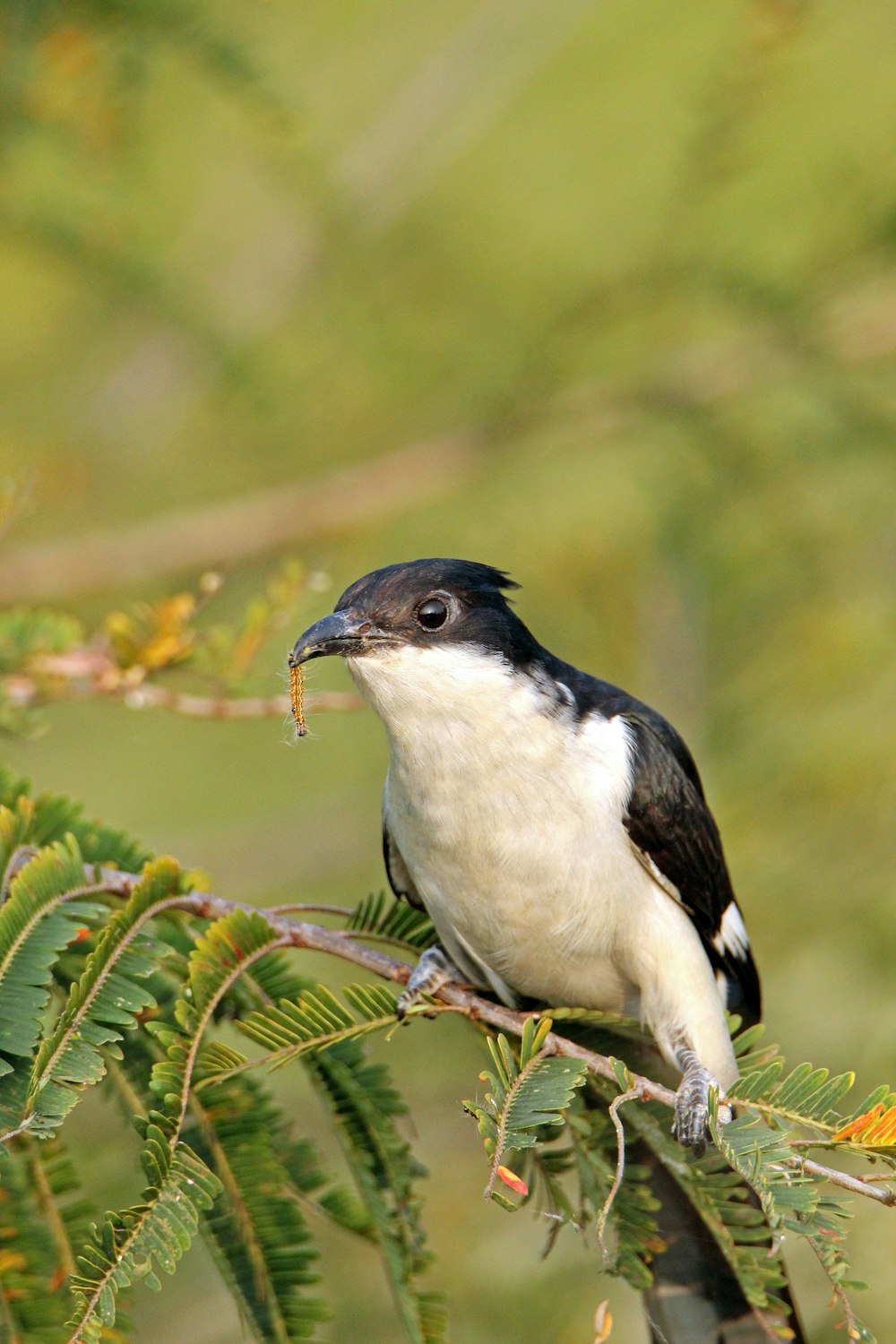 a black and white bird sitting on top of a tree branch