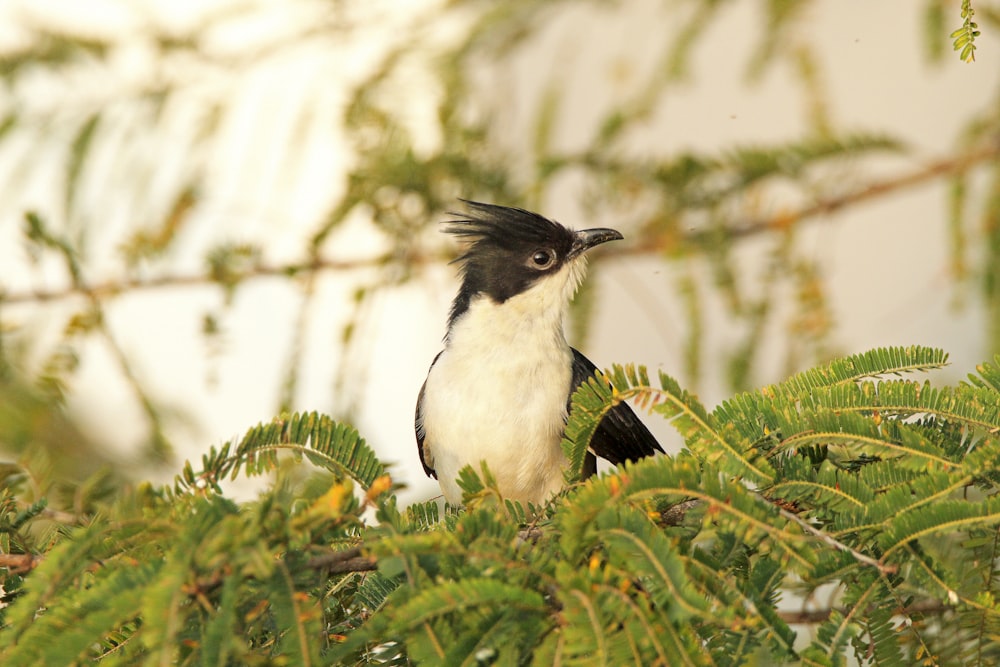 a black and white bird sitting on top of a tree