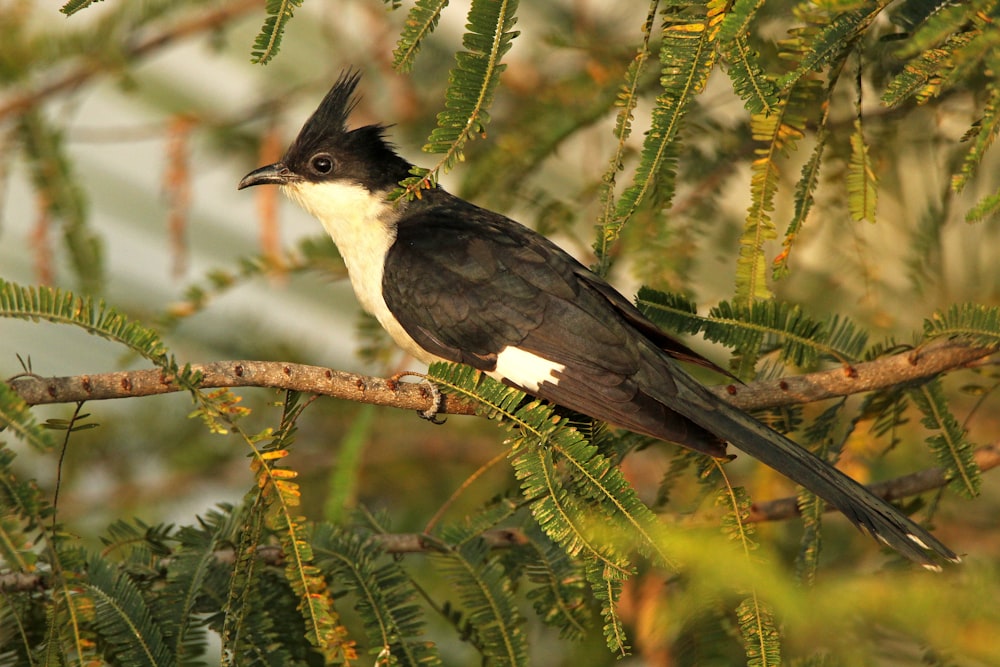 a black and white bird perched on a tree branch