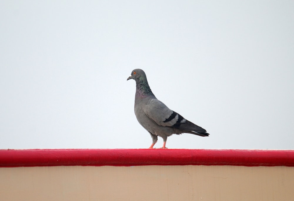 a pigeon sitting on top of a red roof