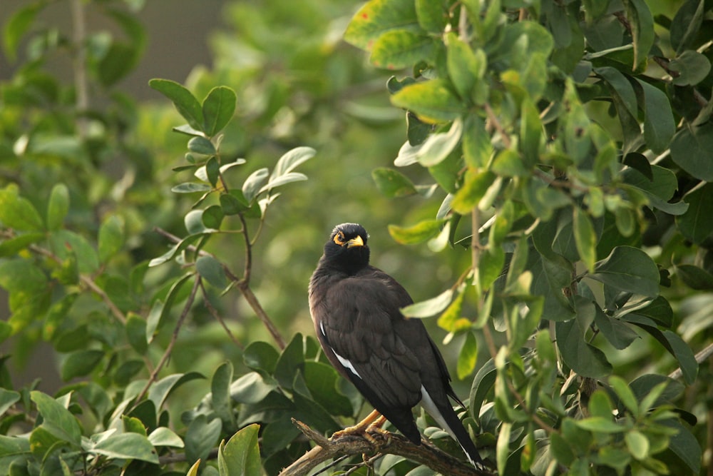 a bird perched on a branch in a tree