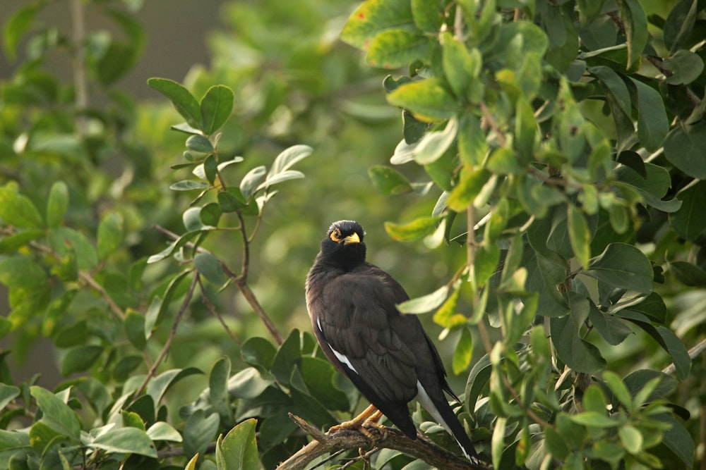 Un uccello appollaiato su un ramo in un albero