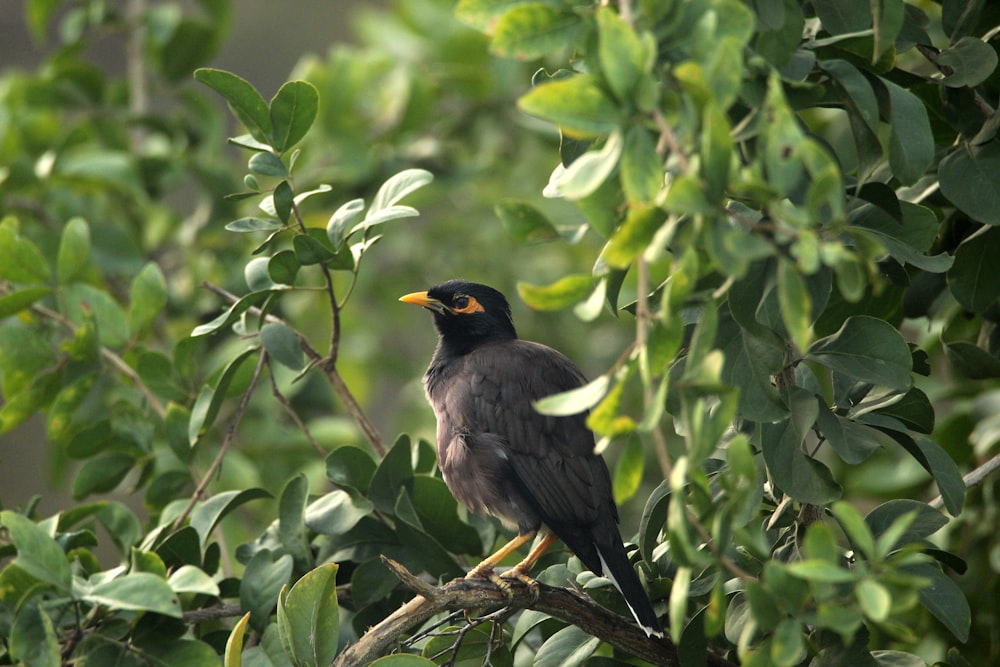 a bird sitting on a branch in a tree