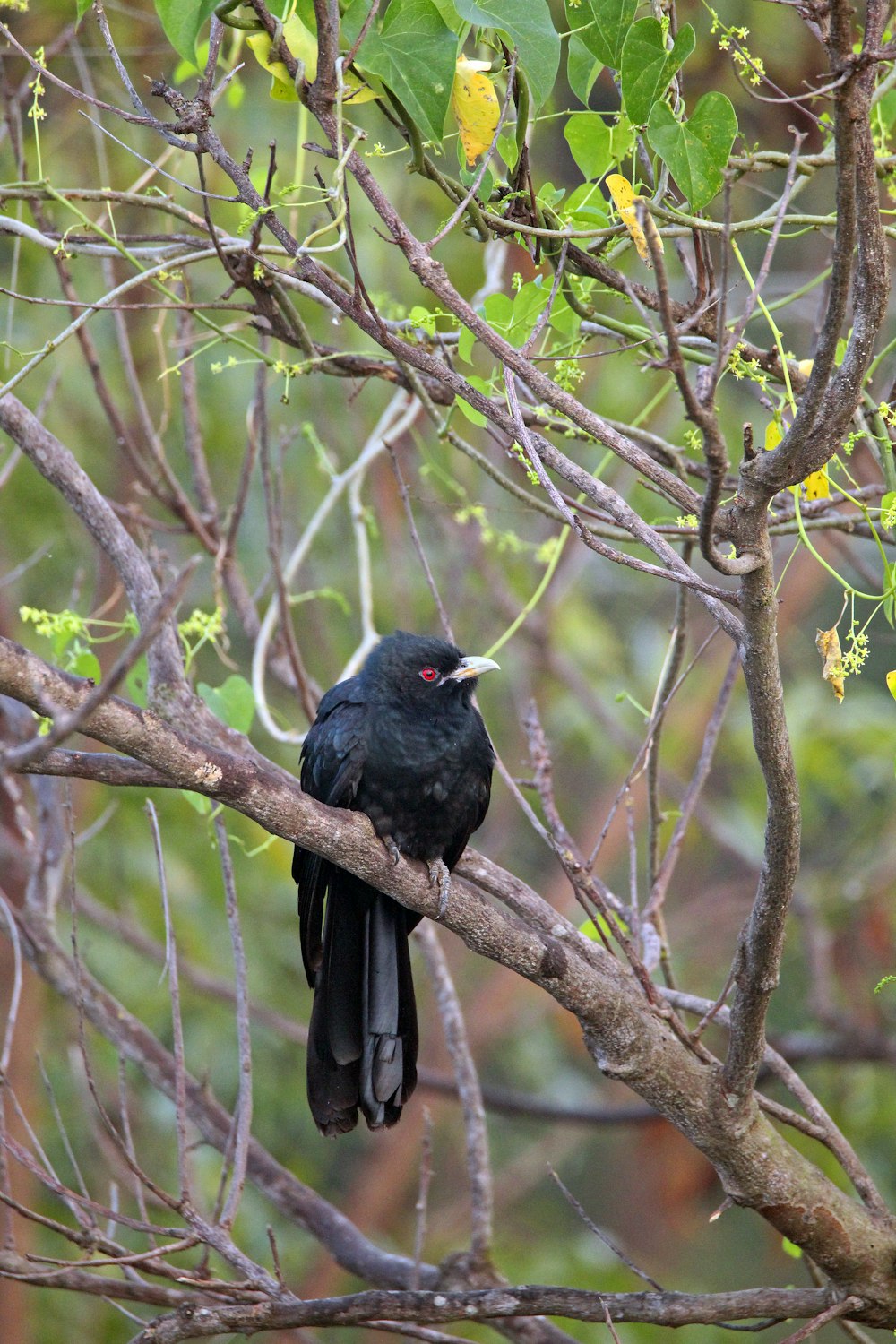um pássaro preto sentado em cima de um galho de árvore