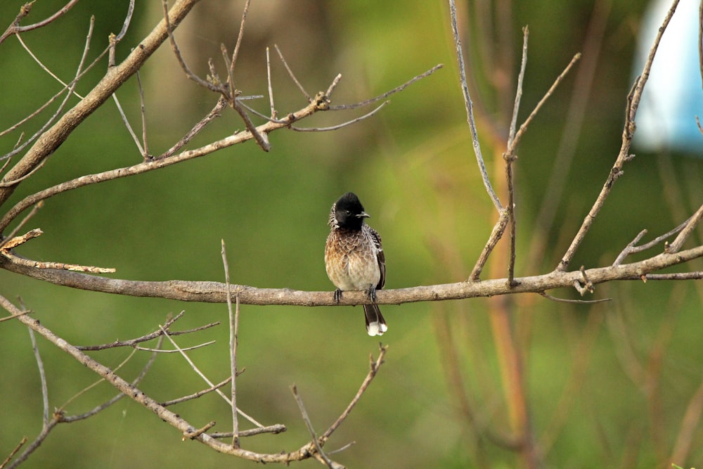 a small bird perched on a tree branch