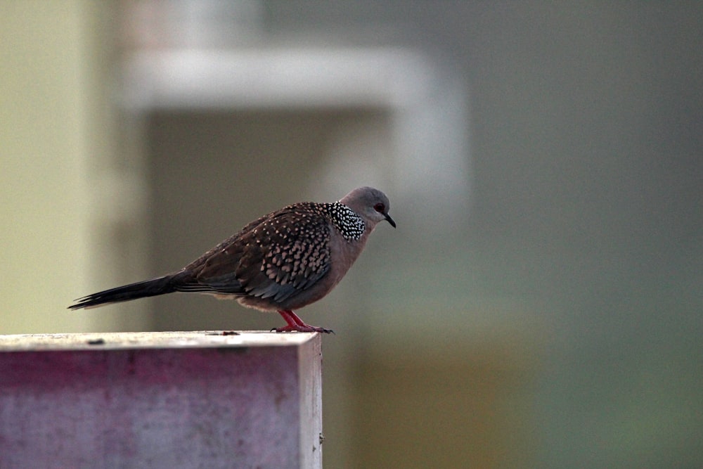 a small bird perched on top of a metal pole