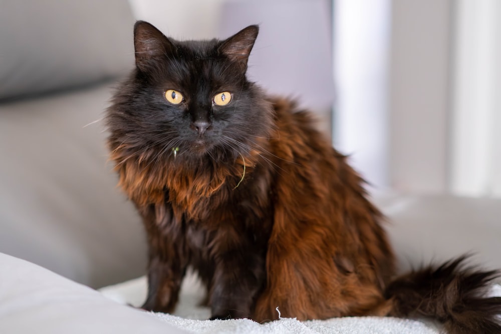 a fluffy black cat sitting on top of a bed
