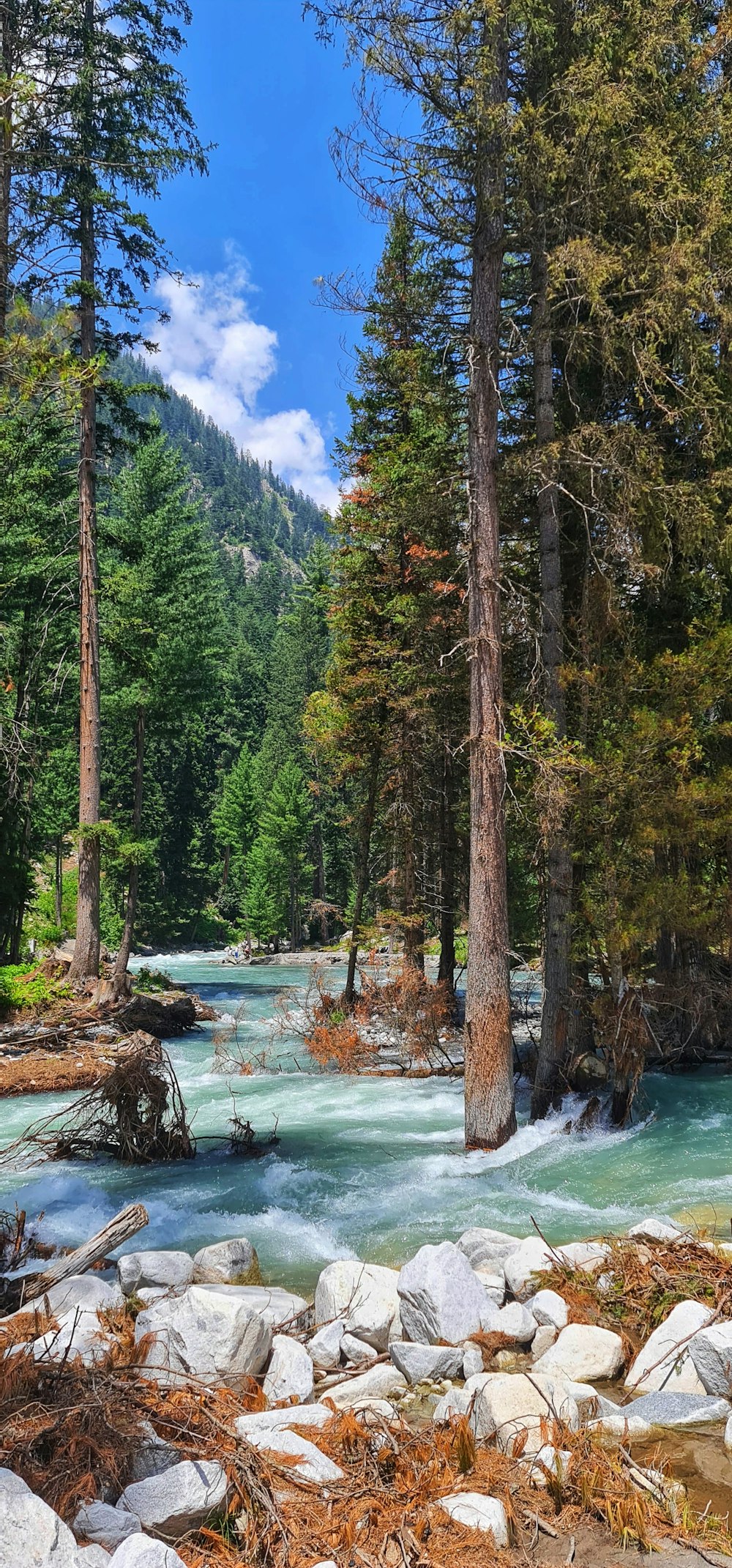 une rivière qui traverse une forêt remplie de nombreux arbres