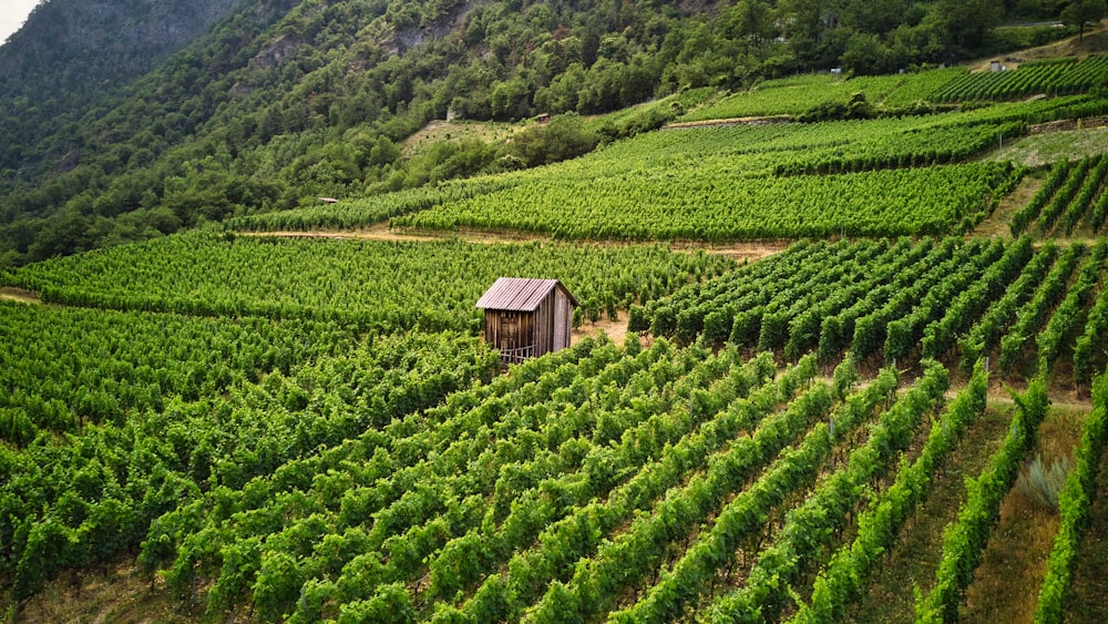 Una casa en medio de un exuberante campo verde