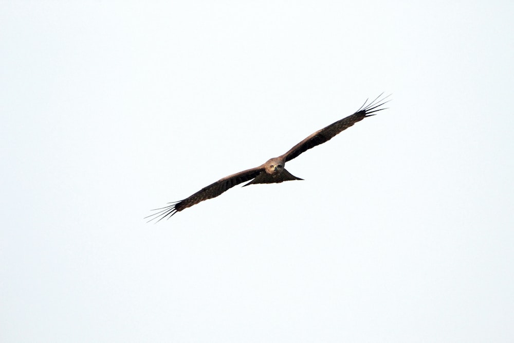 a large bird flying through a white sky