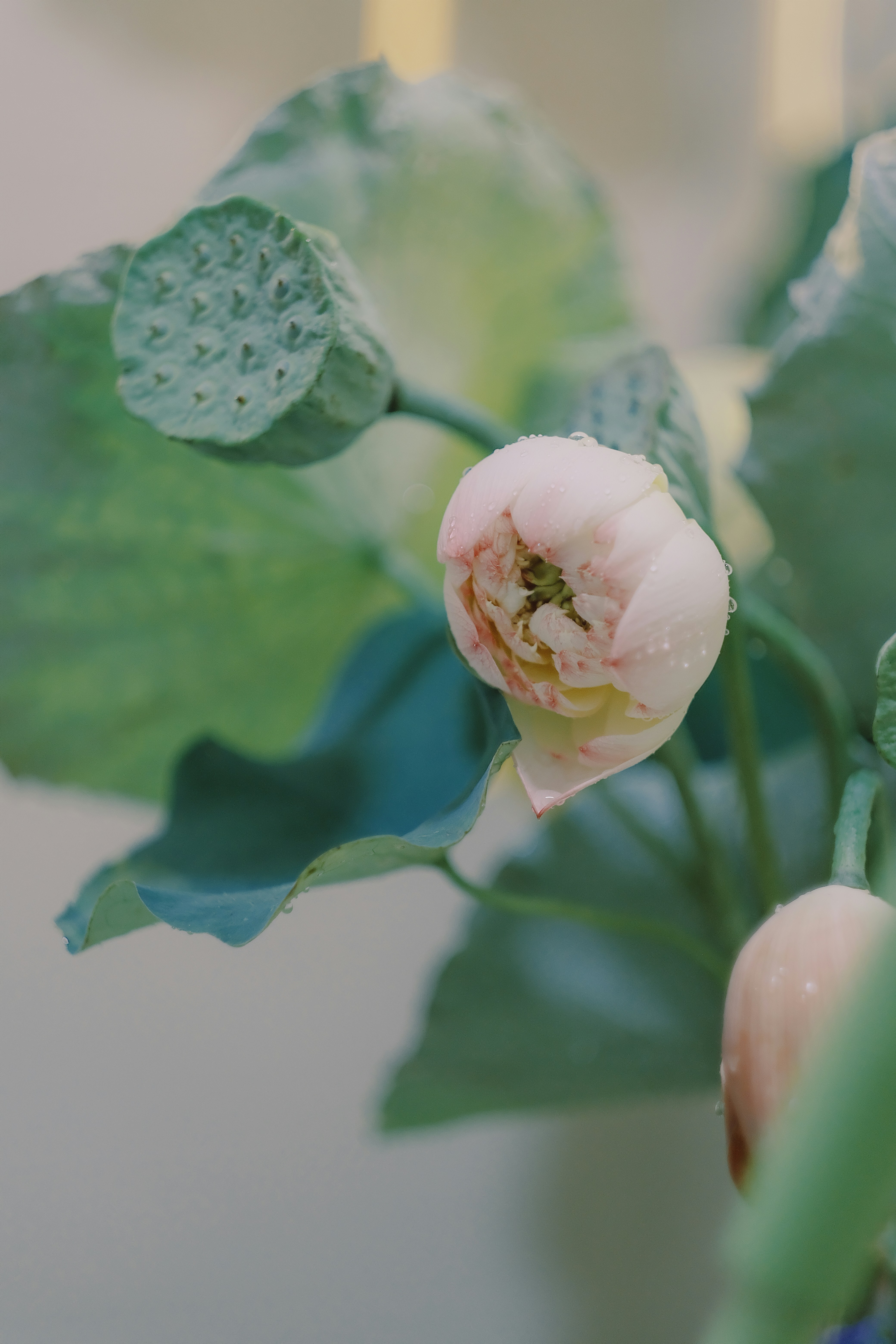 A close up of a pink flower with green leaves photo – Free Flowers ...