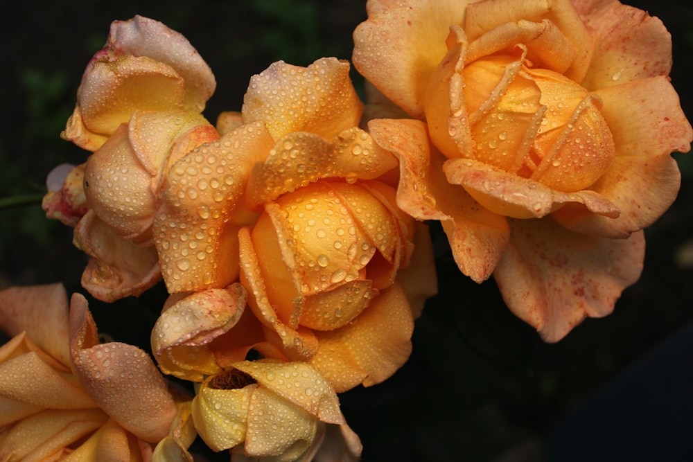two yellow roses with water droplets on them