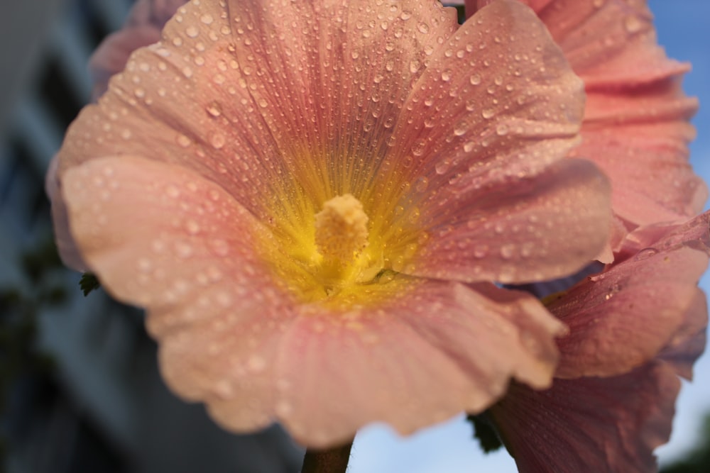 a pink flower with water droplets on it