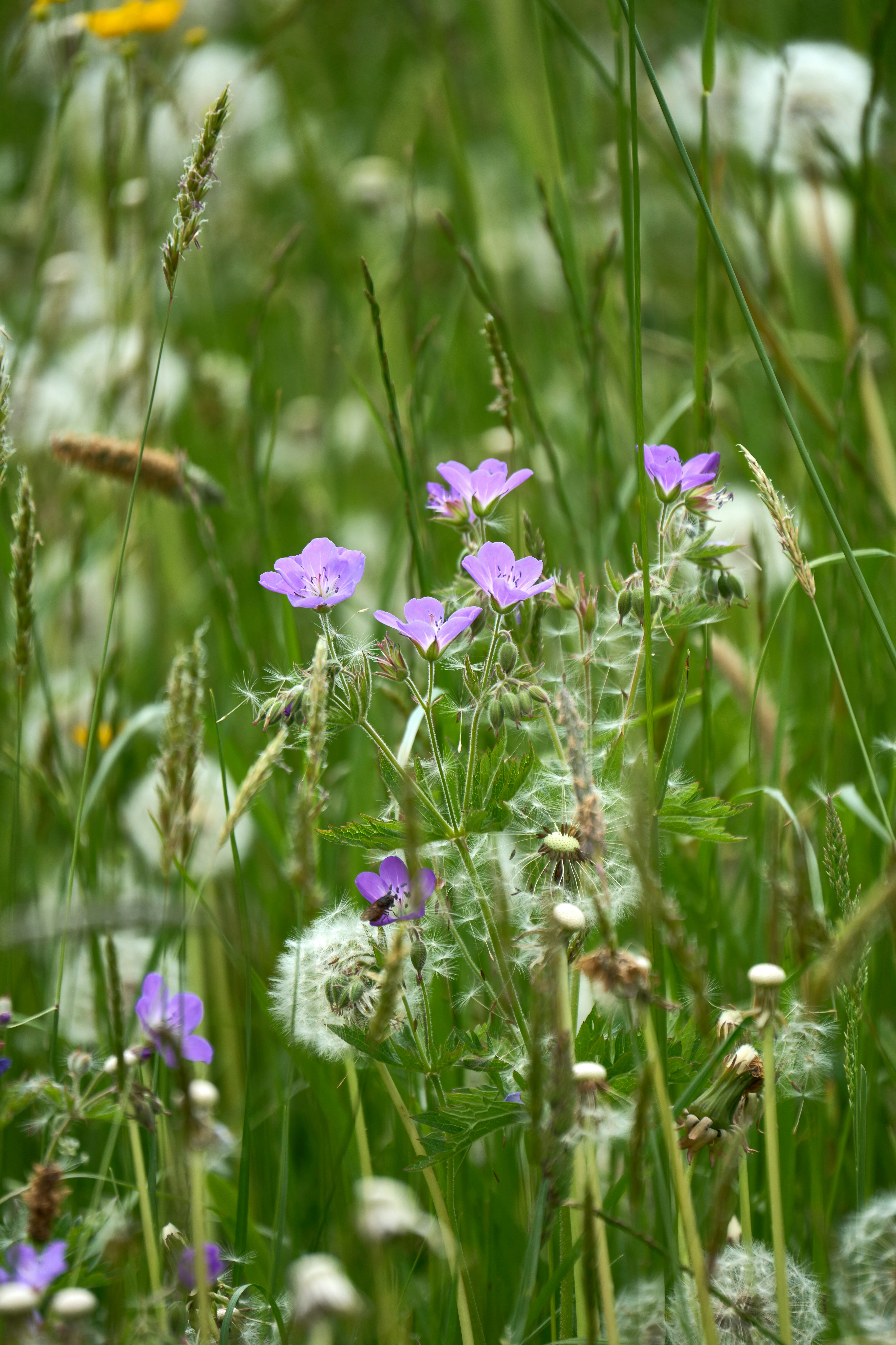 Photo by wolfgang_hasselmann